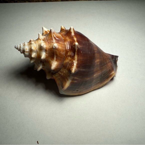 Large Conch Shell Decor - Picture 2 of 5